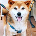 賢い柴犬、福くん9歳