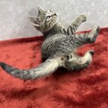 キジはキジでもベタ慣れベタ甘❗️一家に一匹タロー