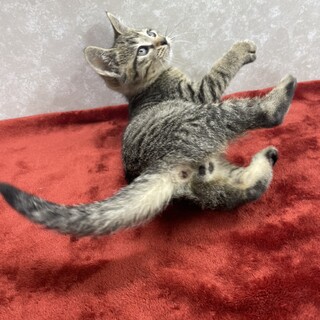 キジはキジでもベタ慣れベタ甘❗️一家に一匹タロー