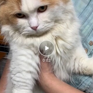 1歳8ヶ月のマンチカンです。