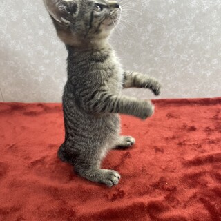 甘ったれジロー❗️里親探しに譲渡会‼️