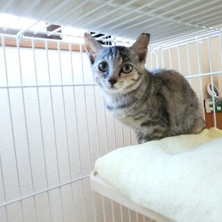 ムギワラ色のゆずちゃん