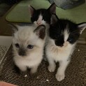 ３兄弟がずっとのおうちを探しています。