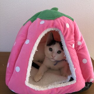 多頭崩壊現場から保護したさんちゃん