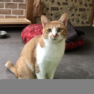 遊びも抱っこも大好き　付いてきますくるみちゃん♪