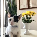 多頭崩壊現場から保護したニコちゃん