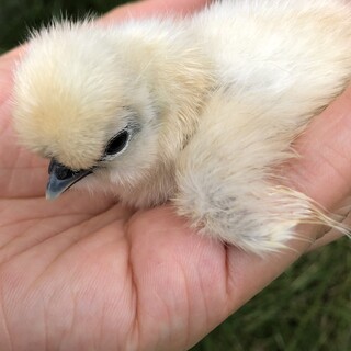 烏骨鶏シルキー白　ひな