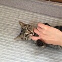 おとなしいキジトラちゃん