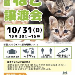 保護ねこ譲渡会 in 柏
