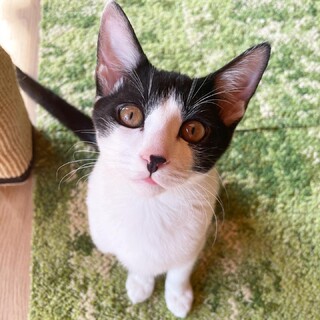 涼菓子親子♡天真爛漫やんちゃくれ男子『とこくん』