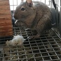 4ヵ月のデグーです。