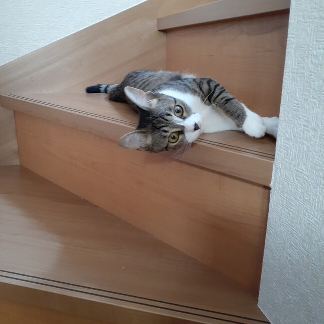 りょうぺのカバー写真