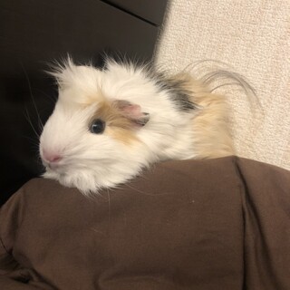 モルモット  現在交渉中