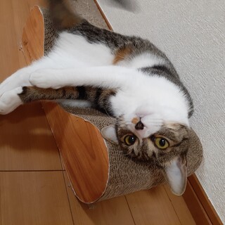 甘えん坊ちゃんと家族になってくれる方