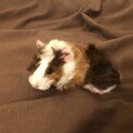 モルモット 