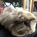 モルモット 
