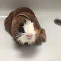 モルモット 