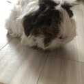 モルモット  現在交渉中