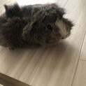 モルモット 
