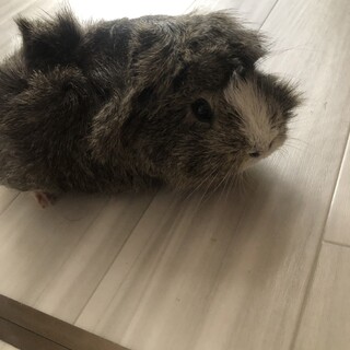 モルモット 