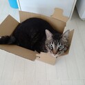 お返事できる☆せんべいさん