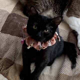 もふもふ、フワフワなヌイグルミのような可愛い黒猫君