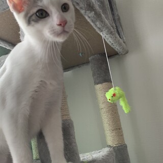 お膝抱っこ大好き、元気な男の子