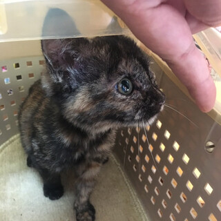 引き取る事にしました。ありがとうございました！