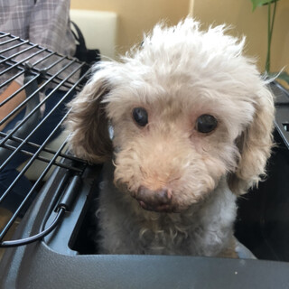 頑張ってきた花音ちゃんに本当の家族を！