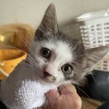 おかっぱキジ白2ヶ月カイちゃん