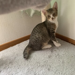 コロンと丸く、手足の短い可愛い体型の男の子