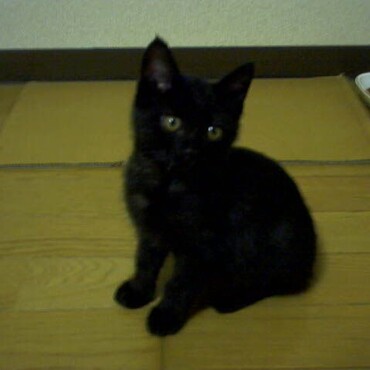 九州で里親さんからお譲りいただいてすぐの頃の小梅