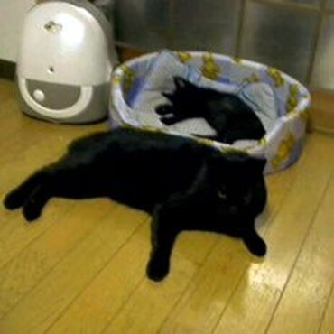 先住猫クロはとっても優しい猫でした、小梅に寝床を奪われても