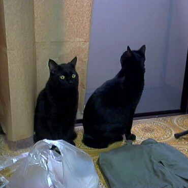成長した小梅とクロの2ショット