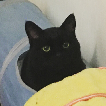 トンネル大好き小梅