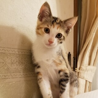 人も遊びも大好きなパステル三毛☆ピスちゃん