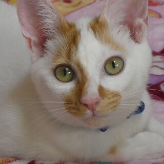 落ち着きがでてきた,ころちゃん