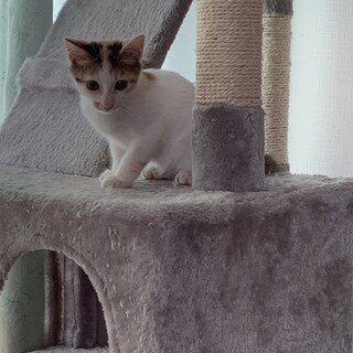 お膝抱っこ大好き、小さな可愛い三毛女