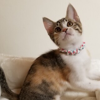 パステル三毛の美人子猫☆ピーちゃん