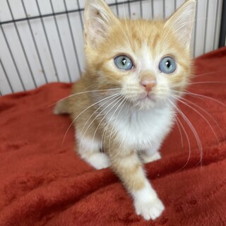 ハクは体調不良の為明日参加しません。