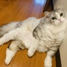 いつも側にくるアポロ！とっても甘え上手