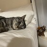 の写真