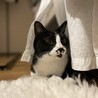 めんま