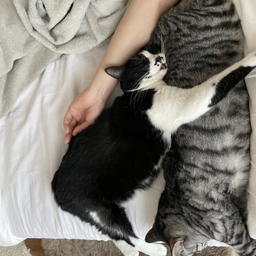 めんまの写真