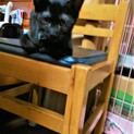 ３００ｇ足らずで保護した慣れ慣れの黒猫兄弟