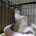 皆にすりすりあいさつできる。美猫のまとはちゃん。