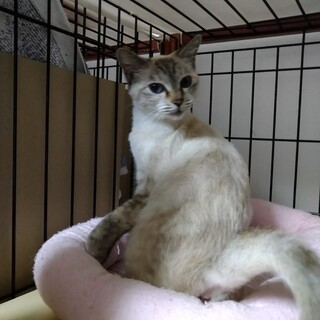 皆にすりすりあいさつできる。美猫のまとはちゃん。