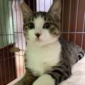 【キック】おかげさまで里親様が決まりました。