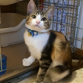 甘えん坊すぎて保護された三毛猫ちゃん