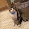 甘えん坊すぎて保護された三毛猫ちゃん サムネイル2